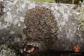 Attēlu rezultāti vaicājumam “Physconia distorta”