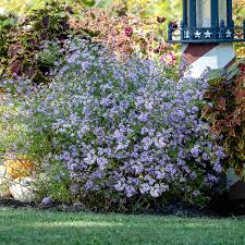 Image result for Aster