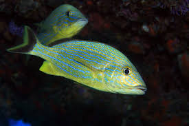 Image result for Haemulon sciurus