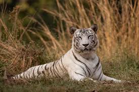 Kuvahaun tulos haulle tigers