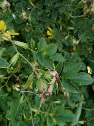 Attēlu rezultāti vaicājumam “Rosa subcanina”