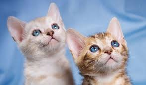 Afbeeldingsresultaat voor katten