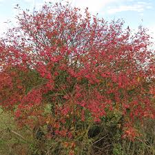 Attēlu rezultāti vaicājumam “Euonymus europaeus”