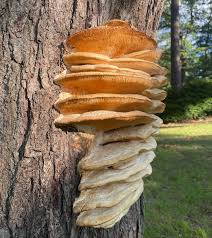 Attēlu rezultāti vaicājumam “Climacodon septentrionalis”