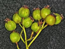 Attēlu rezultāti vaicājumam “Crataegus macracantha fruit”