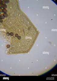 Attēlu rezultāti vaicājumam “Licea minima”