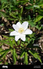 Image result for Buschwindröschen