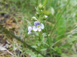 Attēlu rezultāti vaicājumam “Veronica serpyllifolia”