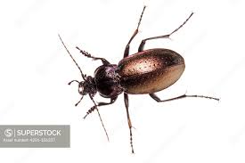 Attēlu rezultāti vaicājumam “Carabus nemoralis”