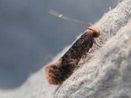 Attēlu rezultāti vaicājumam “Monopis weaverella”