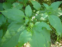 Attēlu rezultāti vaicājumam “Solanum nigrum leaf”