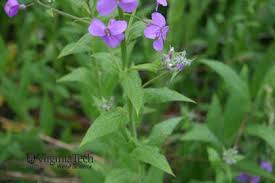 Attēlu rezultāti vaicājumam “Hesperis matronalis leaf”