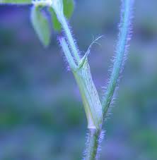 Attēlu rezultāti vaicājumam “Trifolium pratense leaf”