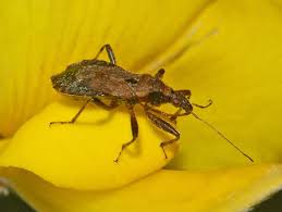 Attēlu rezultāti vaicājumam “Himacerus apterus”