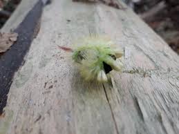 Attēlu rezultāti vaicājumam “Diderma tigrinum young”