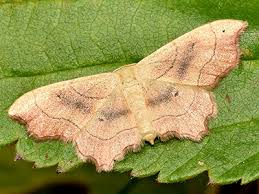 Attēlu rezultāti vaicājumam “Idaea emarginata”