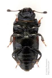 Attēlu rezultāti vaicājumam “Glischrochilus grandis”