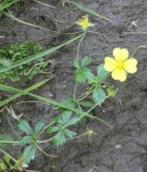 Attēlu rezultāti vaicājumam “Potentilla erecta”