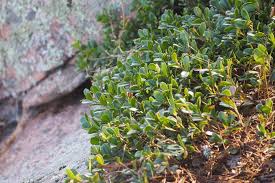 Attēlu rezultāti vaicājumam “Exobasidium uvae-ursi”