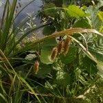 Attēlu rezultāti vaicājumam “Carex pseudocyperus female flower”
