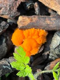 Attēlu rezultāti vaicājumam “Tubifera montana macro”