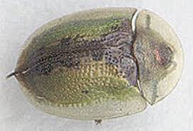 Attēlu rezultāti vaicājumam “Cribraria rubiginosa”