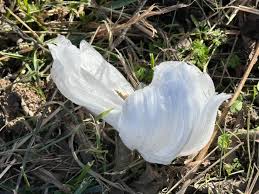 Attēlu rezultāti vaicājumam “Frost Flowers”
