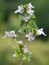 Image result for Euphrasia stricta