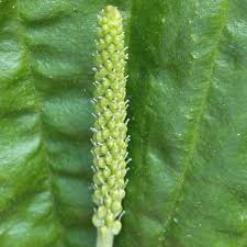 Attēlu rezultāti vaicājumam “Plantago major flower”