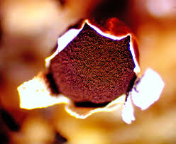 Attēlu rezultāti vaicājumam “Diderma roanense”