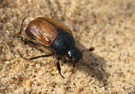 Attēlu rezultāti vaicājumam “Anomala dubia”