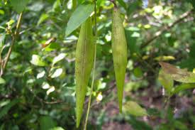 Attēlu rezultāti vaicājumam “Vincetoxicum hirundinaria fruit”