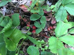 Attēlu rezultāti vaicājumam “Fragaria vesca leaf”