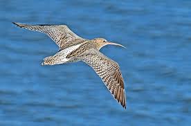 Attēlu rezultāti vaicājumam “Numenius arquata”