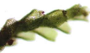 Attēlu rezultāti vaicājumam “Calypogeia suecica”