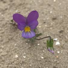Attēlu rezultāti vaicājumam “Viola tricolor subsp. curtisii flower”