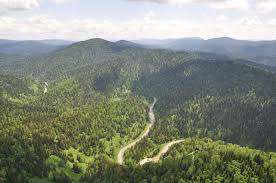 Image result for лес,