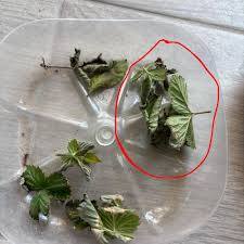 Attēlu rezultāti vaicājumam “Rubus nessensis leaf”