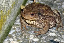 Attēlu rezultāti vaicājumam “Bufo bufo”