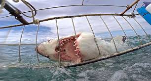 Image result for Carcharodon carcharias