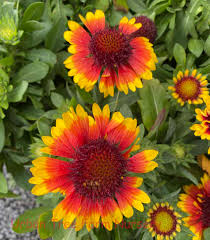 Image result for Gaillardia