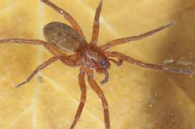 Attēlu rezultāti vaicājumam “Agroeca brunnea”