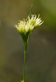 Attēlu rezultāti vaicājumam “Rhynchospora alba”