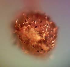 Attēlu rezultāti vaicājumam “Cribraria piriformis macro”