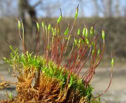 Attēlu rezultāti vaicājumam “Ceratodon purpureus sporophyte”