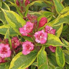 Attēlu rezultāti vaicājumam “Weigela praecox”