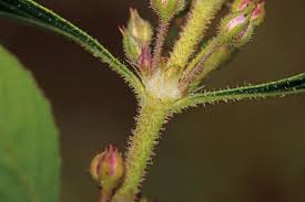 Attēlu rezultāti vaicājumam “Elatinaceae”