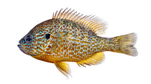 Image result for Lepomis gibbosus