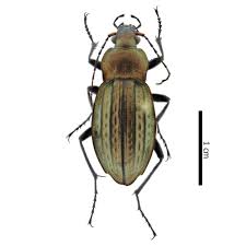 Attēlu rezultāti vaicājumam “Carabus cancellatus”