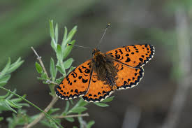 Attēlu rezultāti vaicājumam “Melitaea diamina upperside”